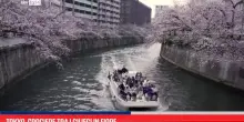 Tokyo, crociere tra i ciliegi in fiore
