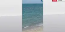 Cilento, cinghiale in acqua tra i bagnanti ad Agropoli