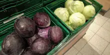 Cina, scandalo cavoli alla formaldeide: ispezioni in tutto il Paese