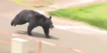 Fukushima, orso aggredisce passanti e semina il panico