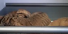 Oltre 30 cuccioli di tigre siberiana nati nel nord-est Cina