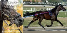 Varenne, la vita e le vittorie del campione del trotto. FOTO