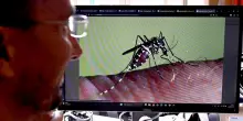 West Nile virus, in Italia crescono casi: 700 contagi e 54 morti