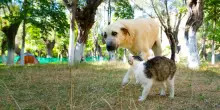 Estate e animali, i consigli contro il caldo dei veterinari