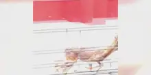 Bolzano, giovane capriolo nel cortile di un liceo