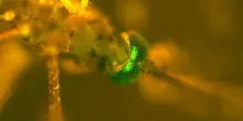 Le zanzare possono imparare ad amare il repellente? Lo studio