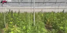 Cagliari, scoperta piantagione di marijuana: 6 arresti