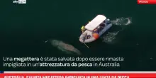 Australia, salvata megattera impigliata a una lenza da pesca
