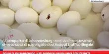 Scalo di Johannesburg, nati pappagallini da uova sequestrate