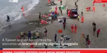 Taiwan, guardia costiera salva orche pigmee spiaggiate
