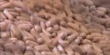 Carenza farmaci, Aifa: nessuna emergenza, va cambiata strategia