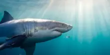 Canada, avvistato squalo bianco più grande mai tracciato