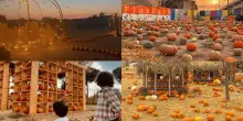 Halloween 2026, 10 campi di zucche in Italia: dal Veneto alla Puglia