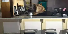 Orso goloso trovato dietro ad un bancone di gelati in California