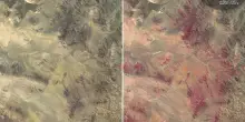 L'arido deserto di Atacama in Cile &egrave; fiorito, tra le cause El Ni&ntilde;o