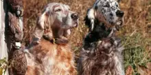 Sette cani da caccia morti soffocati durante viaggio in Autobrennero