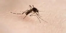 Sanremo, diagnosticato un caso di Dengue autoctona
