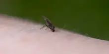 Toscana virus, cos'&egrave; e quali sono i sintomi dell'infezione
