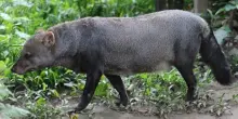 Svelato il mistero del cane fantasma dell&rsquo;Amazzonia: non &egrave; cos&igrave; raro
