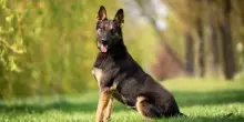 Milano, coppia trova cane al parco e chiede riscatto da 1000 euro