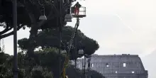 Roma, crolla un albero in via dei Fori Imperiali: tre persone ferite