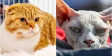 I gatti Scottish Fold e Sphynx vietati nei Paesi Bassi: ecco perch&eacute;