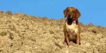 Michele Serra: 'Il mio cane Osso sbranato da lupi, servono interventi'