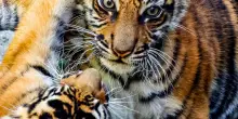 Regno Unito, scavalca recinto e viene sbranato da una tigre in uno zoo