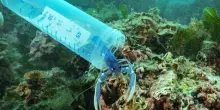 Al via il Progetto BlueSeed Ponza con il rilascio di mille astici