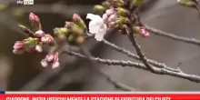 Giappone, inizia la stagione di fioritura dei ciliegi