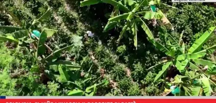 Colombia, El Ni&ntilde;o minaccia il raccolto di caff&egrave;