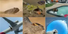 Wildlife Photographer of the Year 2026, le foto finaliste