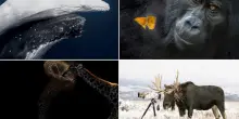 Gli scatti che hanno trionfato nel World Nature Photography Awards