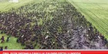 Cina, oltre diecimila cavalli al galoppo sotto la pioggia