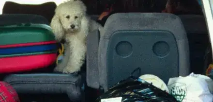 Nuovo Codice della Strada, cosa cambia per il trasporto degli animali in auto