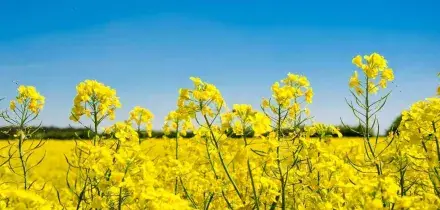 Caro carburanti, olio di semi da cucina nel motore diesel