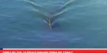 Corea del Sud, lo squalo Bukangi torna nel canale
