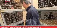 Siracusa, salvato scimpanzé tenuto in catene in casa