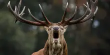 Si avvicina a cervo per selfie e l'animale lo carica: uomo in ospedale