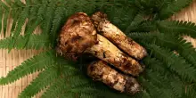 Giappone, 8 funghi matsutake venduti a prezzo record di 4.850 euro