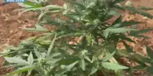 Cagliari, serra con 8.800 piante di marijuana: due arresti