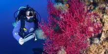 MedCoral Guardians conferma l&rsquo;impatto della crisi climatica sul mare