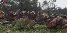 Parco La Mandria, disboscamento illegale: 4 indagati