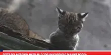 Citt&agrave; del Messico, nato allo zoo un cucciolo di lince rossa