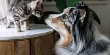 Animali domestici in fuga, i cani italiani scappano di pi&ugrave;