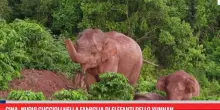 Cina, nuovi cuccioli nella famiglia di elefanti dello Yunnan