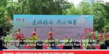 Pechino, loto sboccia da un seme di circa 800 anni