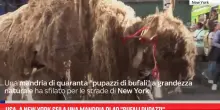 Usa, a New York sfila una mandria di 40 'bufali pupazzi'