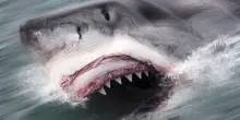 'Sharkzilla', squalo gigante a New York e la tesi dei bidoni nucleari