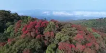 Cop17 sulla biodiversit&agrave; a Yerevan, il negoziato per proteggere la natura